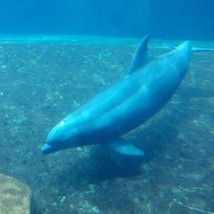 Meet your Posher, Peter